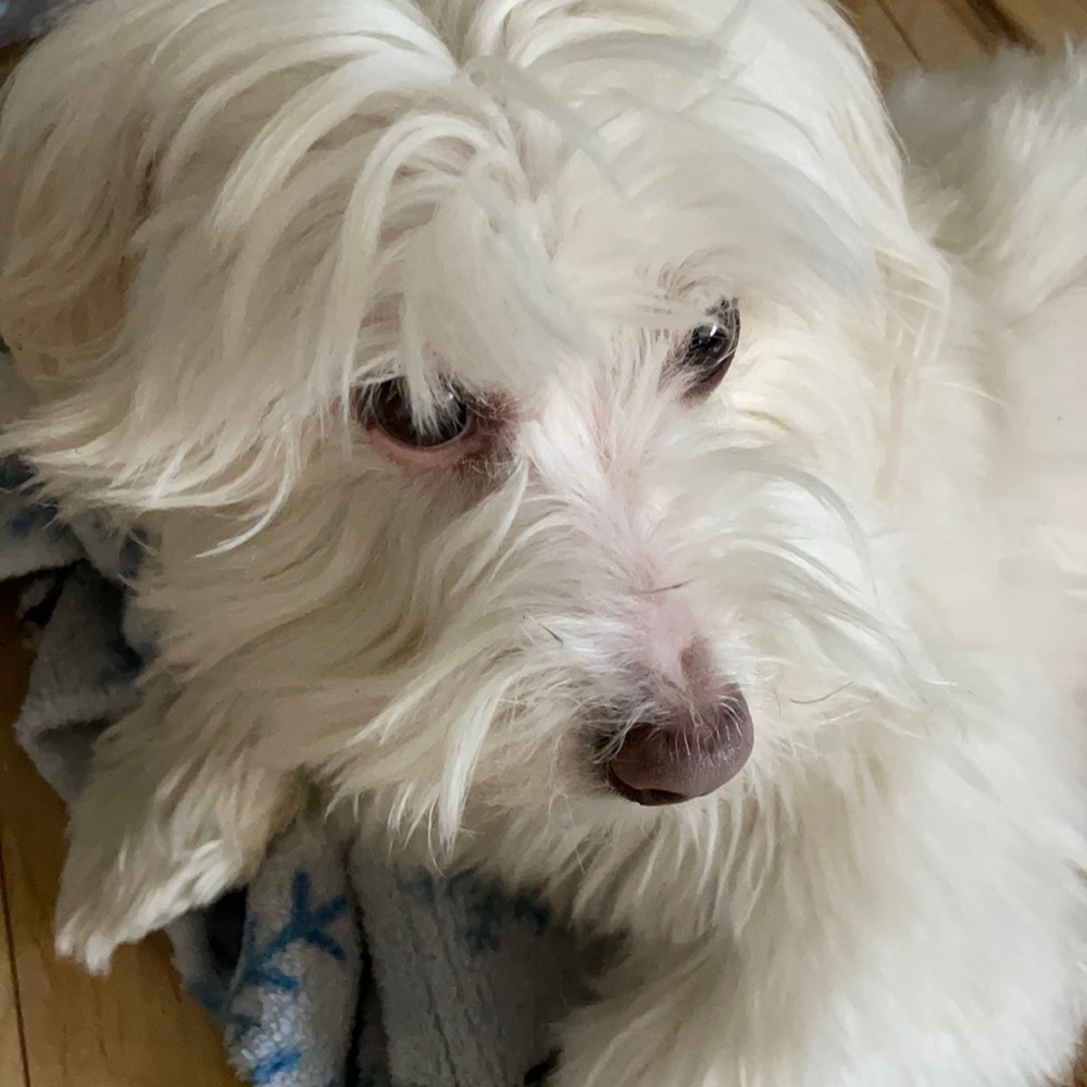 Meet your Posher, Lisa